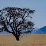 Stromy v namibijské krajině | Bryan video