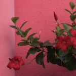 Ako na kompozíciu v talianskom Burane | Bryan video